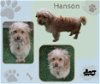adoptable Dog in  named Hanson