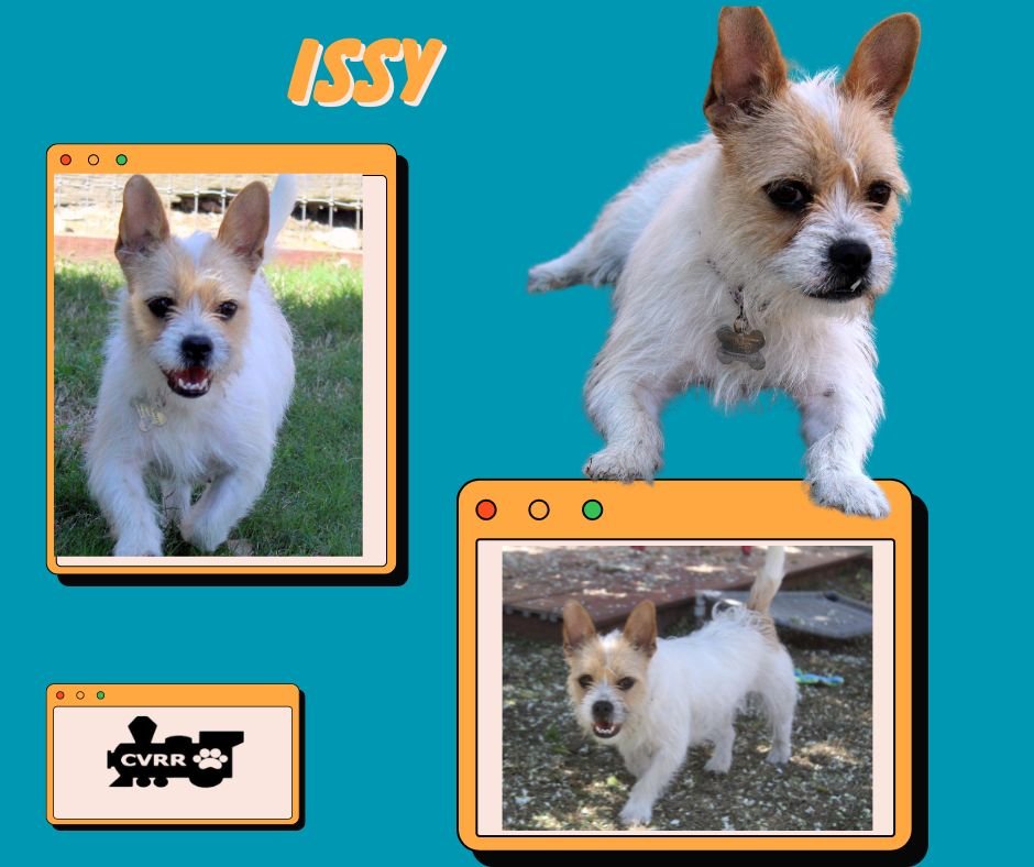 adoptable Dog in Lindsay, CA named Issy