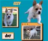 adoptable Dog in lindsay, CA named Issy