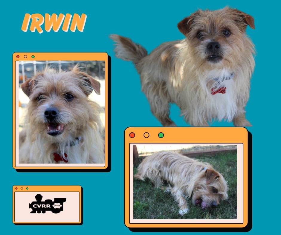 adoptable Dog in Lindsay, CA named Irwin