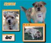 adoptable Dog in lindsay, CA named Irwin