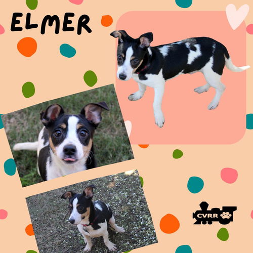 Elmer