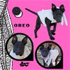 adoptable Dog in lindsay, CA named Oreo (Puppy)