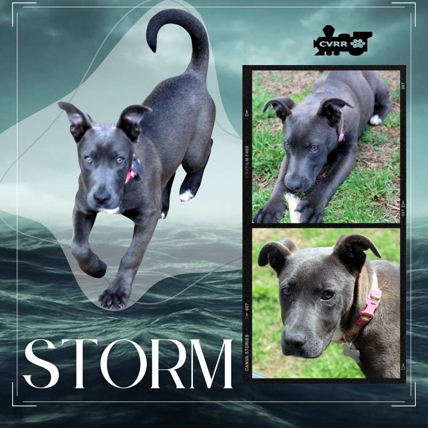 adoptable Dog in Lindsay, CA named Storm