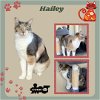 adoptable Cat in  named Hailey
