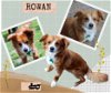 adoptable Dog in lindsay, CA named Rowan