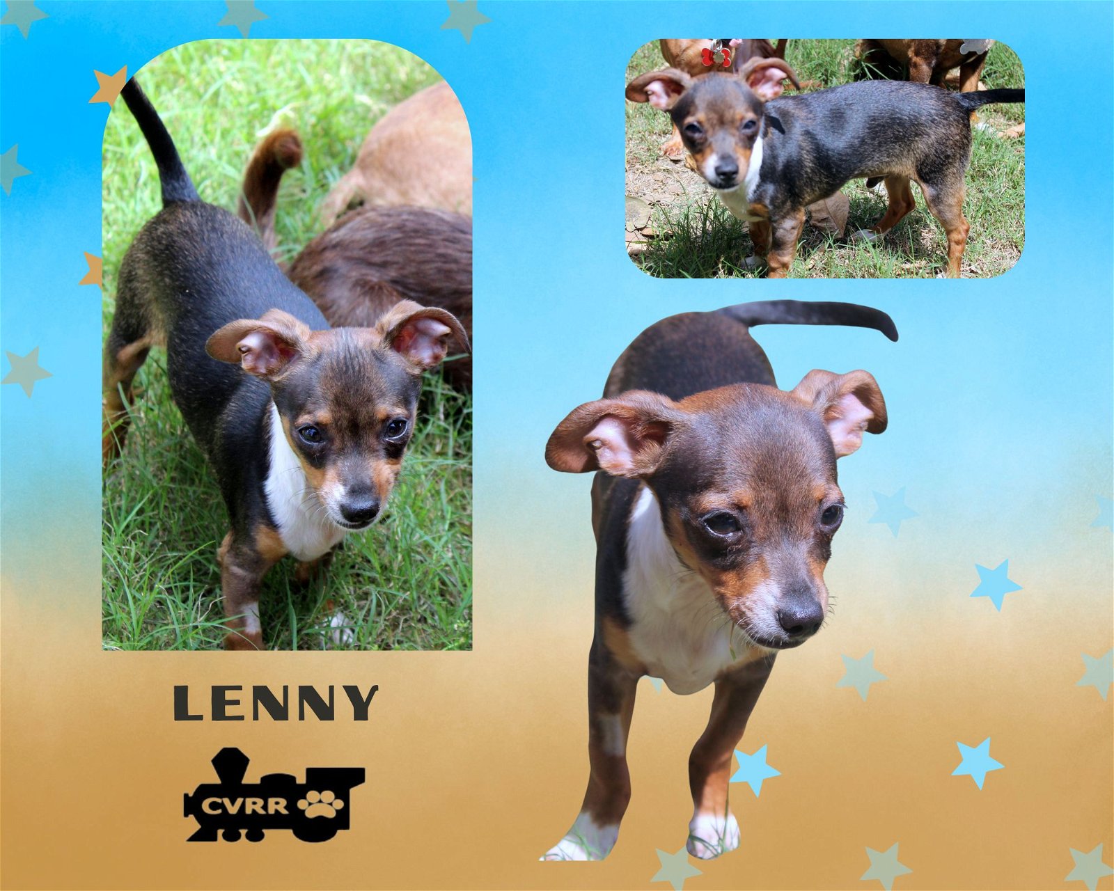 adoptable Dog in Lindsay, CA named Lenny (Puppy)