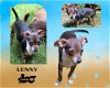 adoptable Dog in lindsay, CA named Lenny (Puppy)