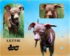 adoptable Dog in lindsay, CA named Lettie