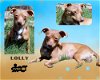 adoptable Dog in lindsay, CA named Lolly