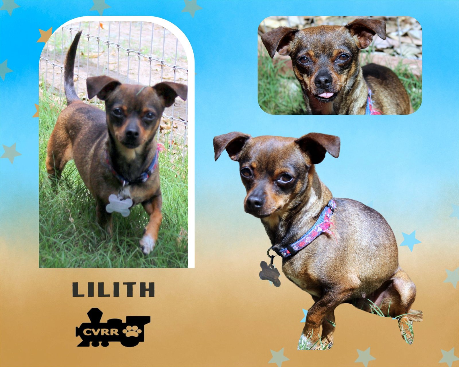 adoptable Dog in Lindsay, CA named Lilith