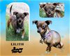 adoptable Dog in  named Lilith