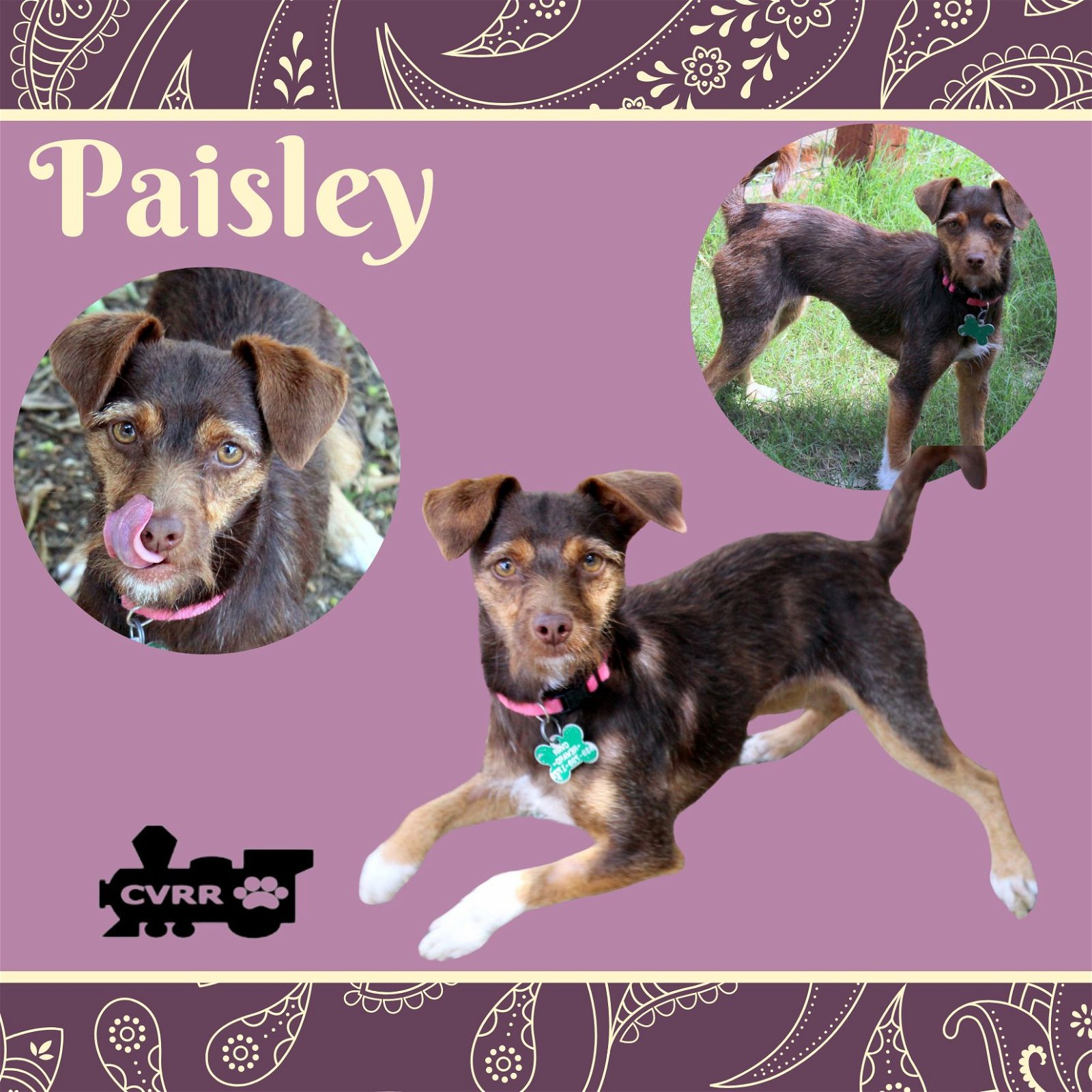 adoptable Dog in Lindsay, CA named Paisley