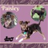 adoptable Dog in  named Paisley