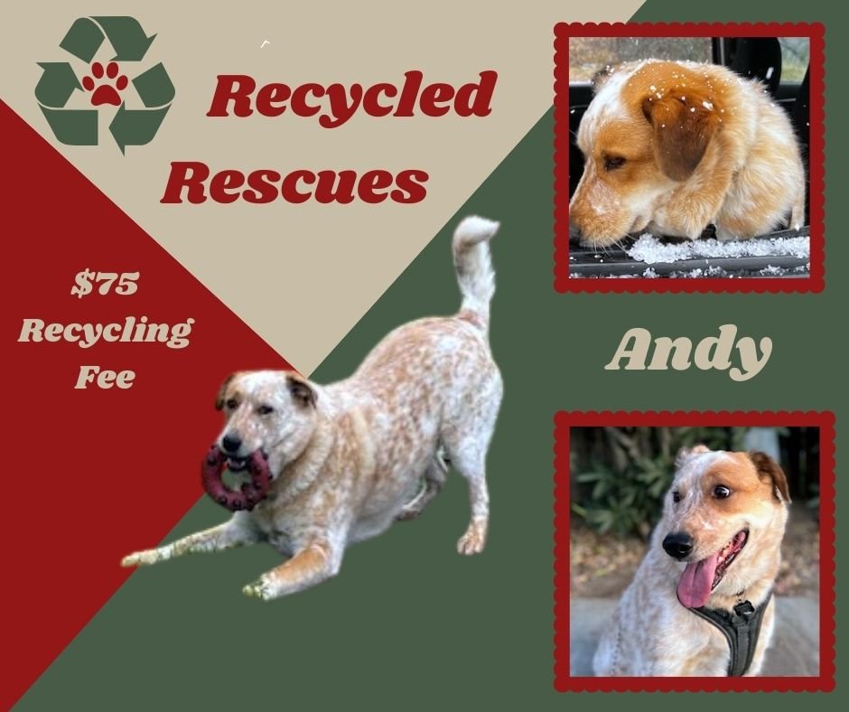 adoptable Dog in Lindsay, CA named Andy