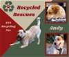 adoptable Dog in  named Andy