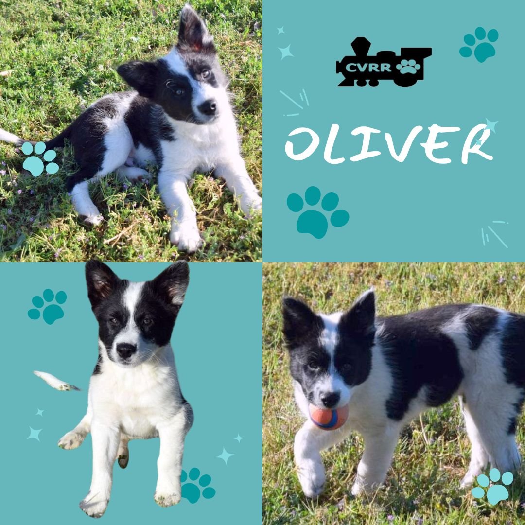 adoptable Dog in Lindsay, CA named Oliver (Puppy)