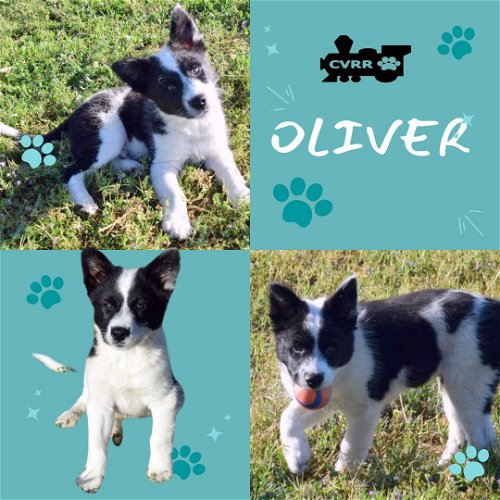 Oliver (Puppy)