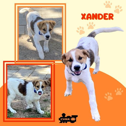 Xander (Puppy)