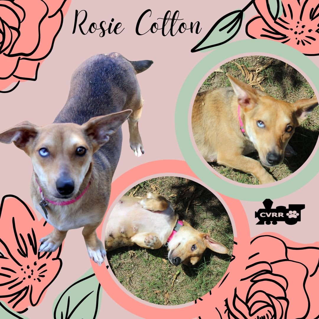 adoptable Dog in Lindsay, CA named Rosie Cotton