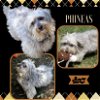 adoptable Dog in lindsay, CA named Phineas (Ritzy)
