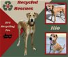 adoptable Dog in  named Hio (Recycle)