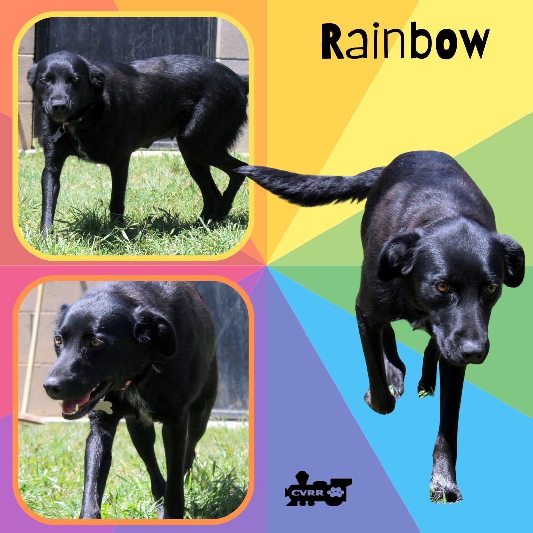 adoptable Dog in Lindsay, CA named Rainbow