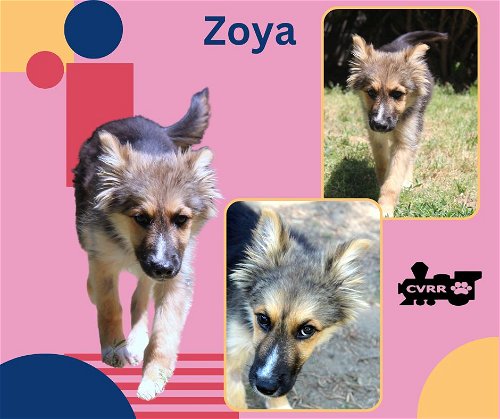 Zoya (Puppy)
