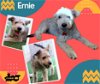 adoptable Dog in  named Ernie