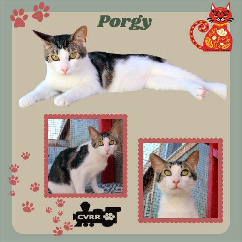 Porgy (Cat)