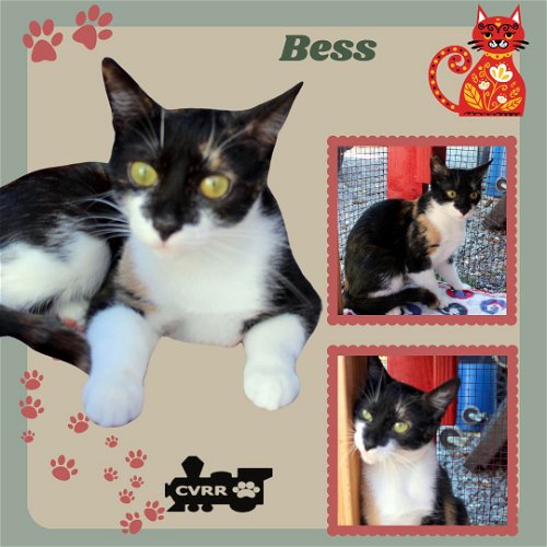 Bess (Cat)