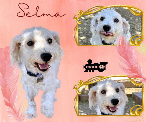 Selma (Ritzy)