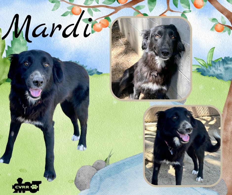 Dog for Adoption Mardi, a Border Collie in Kingsburg, CA Alpha Paw