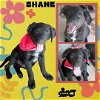 Shane (Puppy)