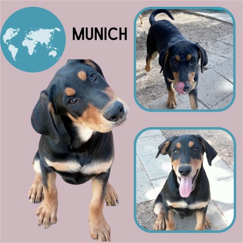 Munich (Puppy)