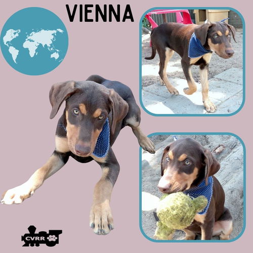 Vienna (Puppy)