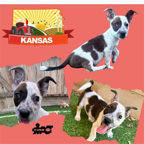 Kansas (Puppy)
