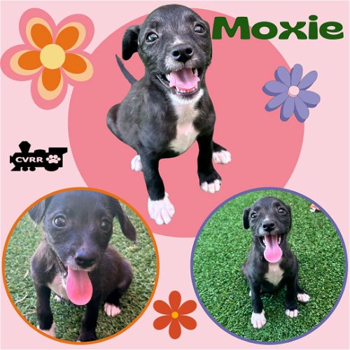 Moxie (Puppy)