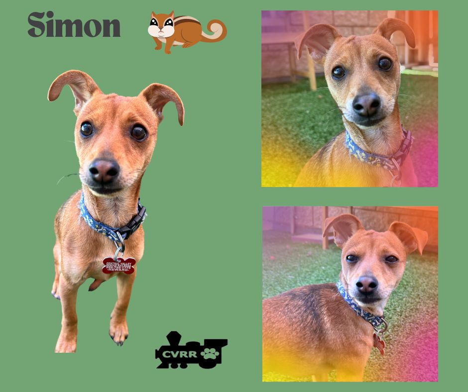 adoptable Dog in Lindsay, CA named Simon