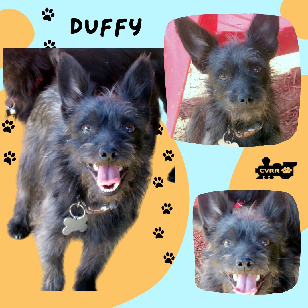 adoptable Dog in Lindsay, CA named Duffy