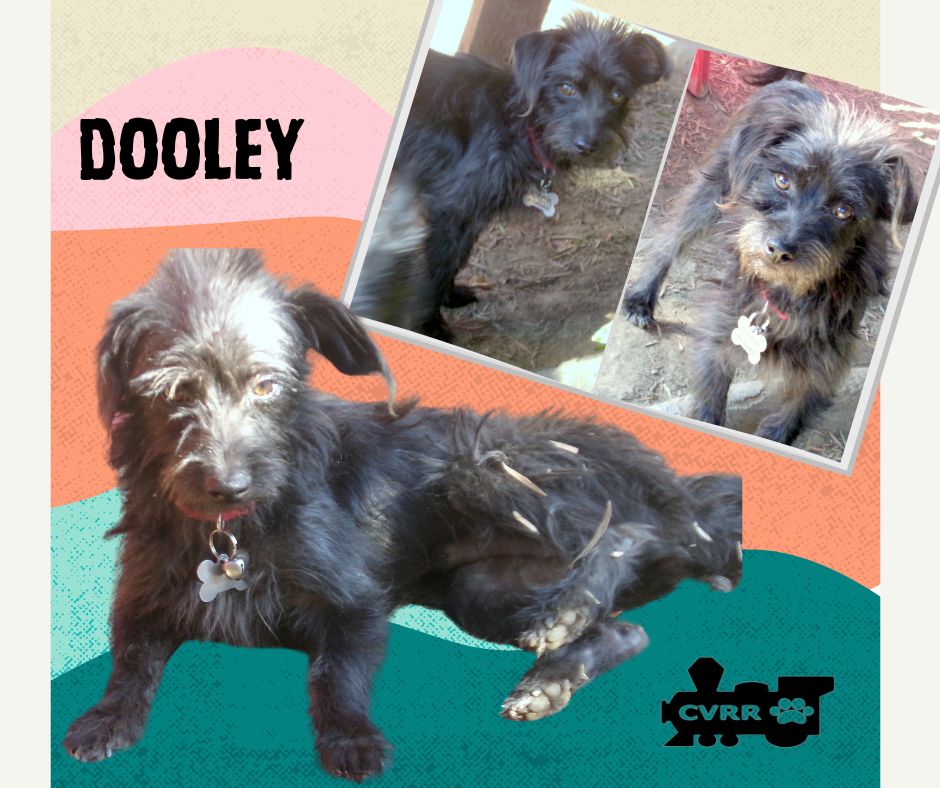 adoptable Dog in Lindsay, CA named Dooley