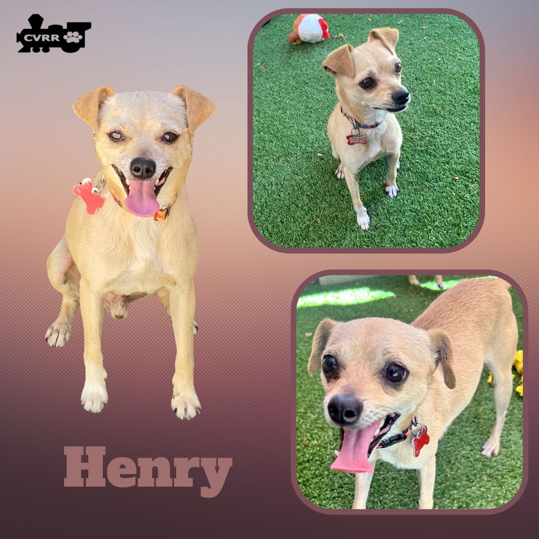 adoptable Dog in Lindsay, CA named Henry