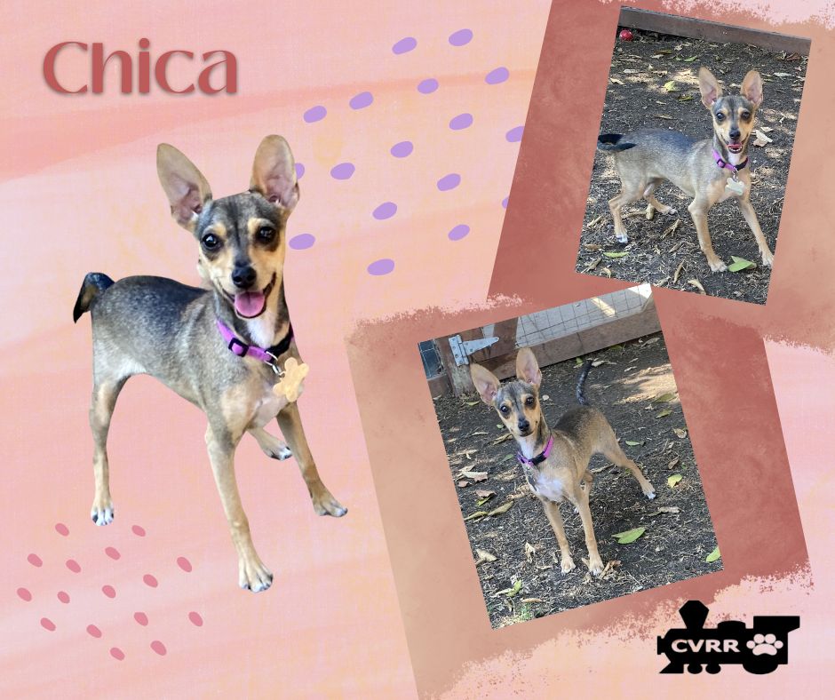 adoptable Dog in Lindsay, CA named Chica