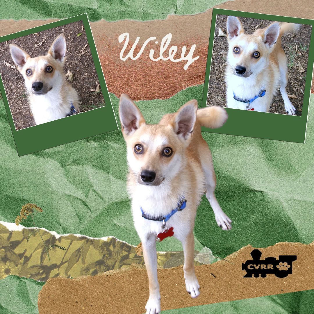 adoptable Dog in Lindsay, CA named Wiley