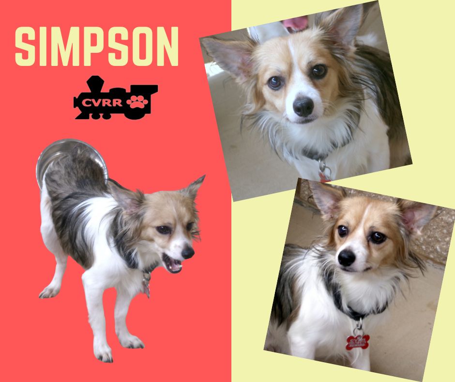 adoptable Dog in Lindsay, CA named Simpson