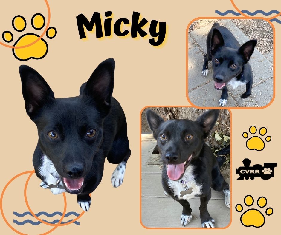 adoptable Dog in Lindsay, CA named Micky