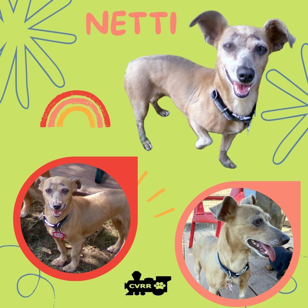 adoptable Dog in Lindsay, CA named Netti