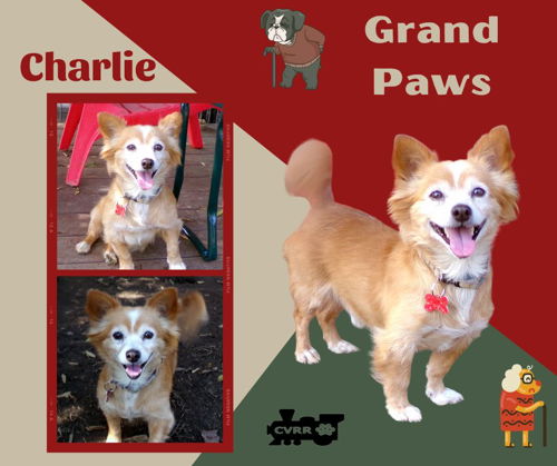 Charlie (GrandPaws)