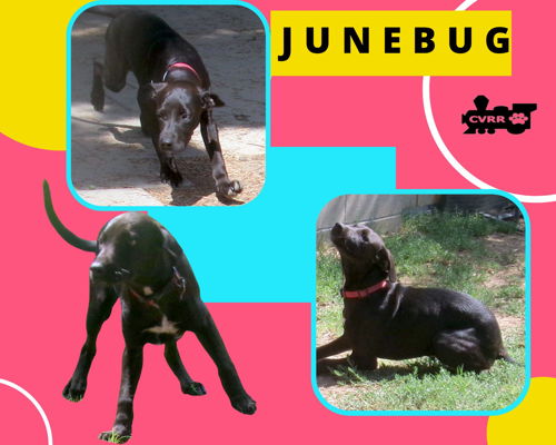 JuneBug (Puppy)