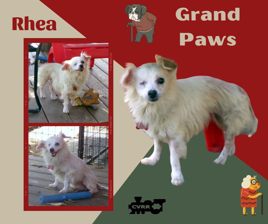 adoptable Dog in Lindsay, CA named Rhea (GrandPaws)